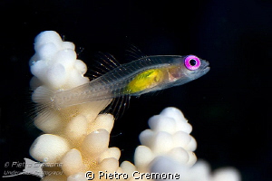 Coral goby by Pietro Cremone 